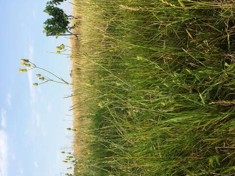 Image of bristly hawksbeard