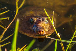 Image of Florida Softshell Turtle