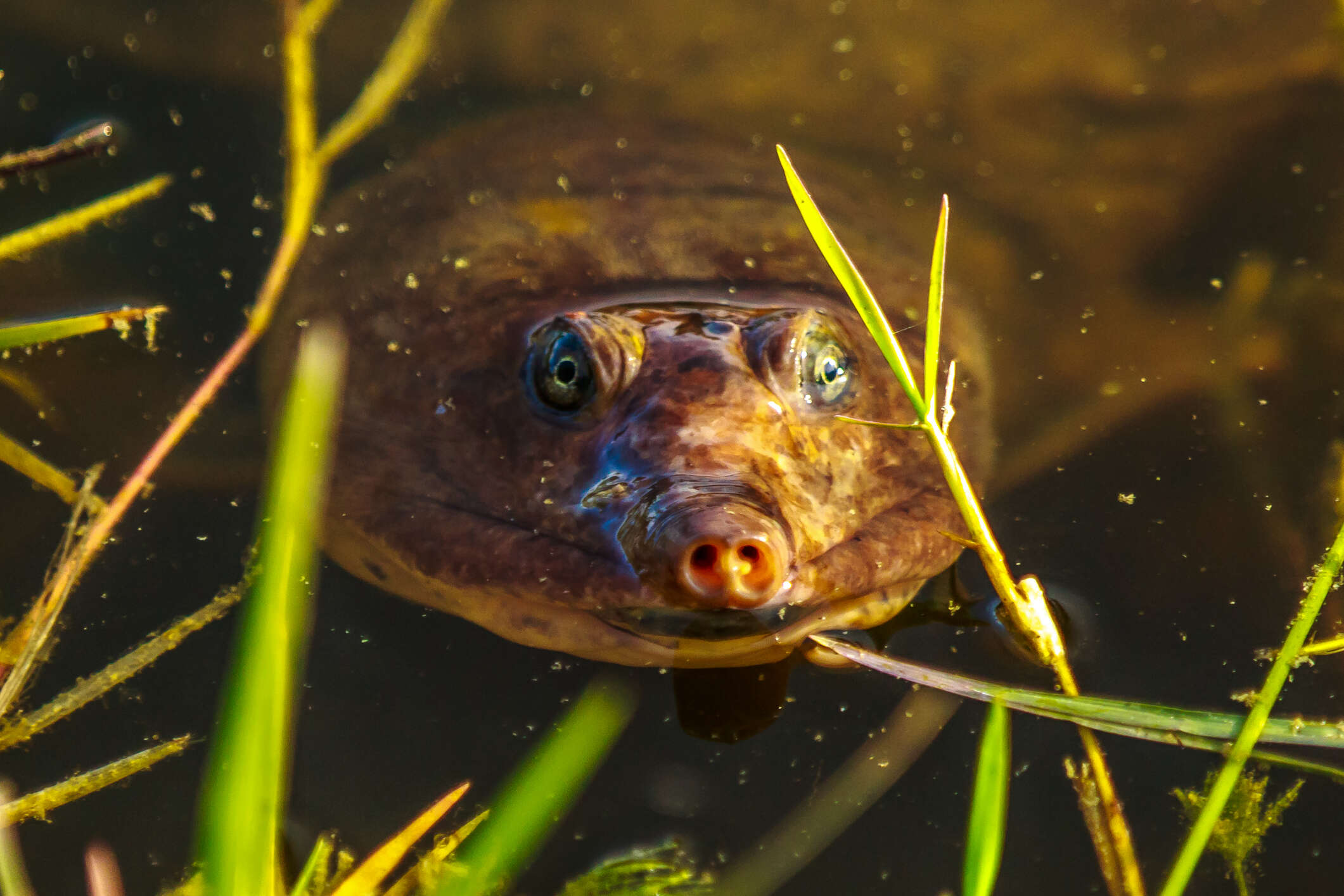 Image of Florida Softshell Turtle