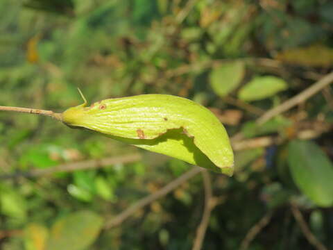 Image of Hopea parviflora Bedd.