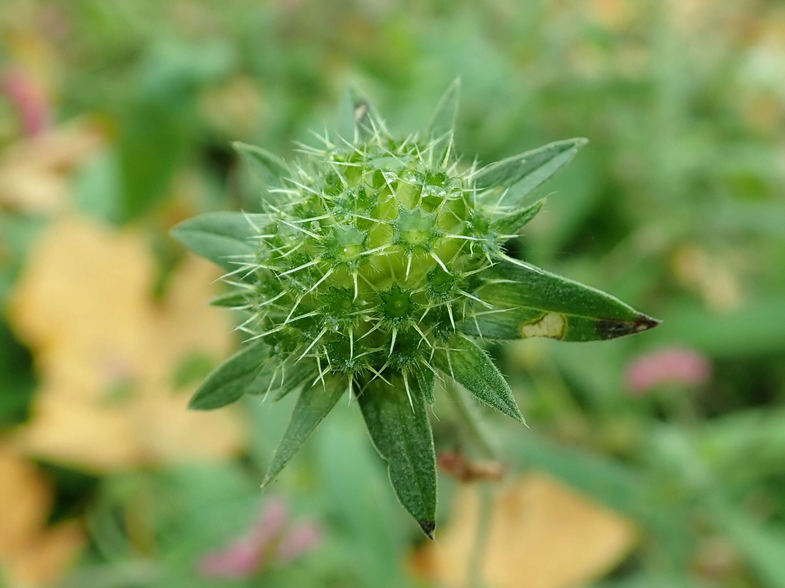 Plancia ëd Knautia macedonica Griseb.