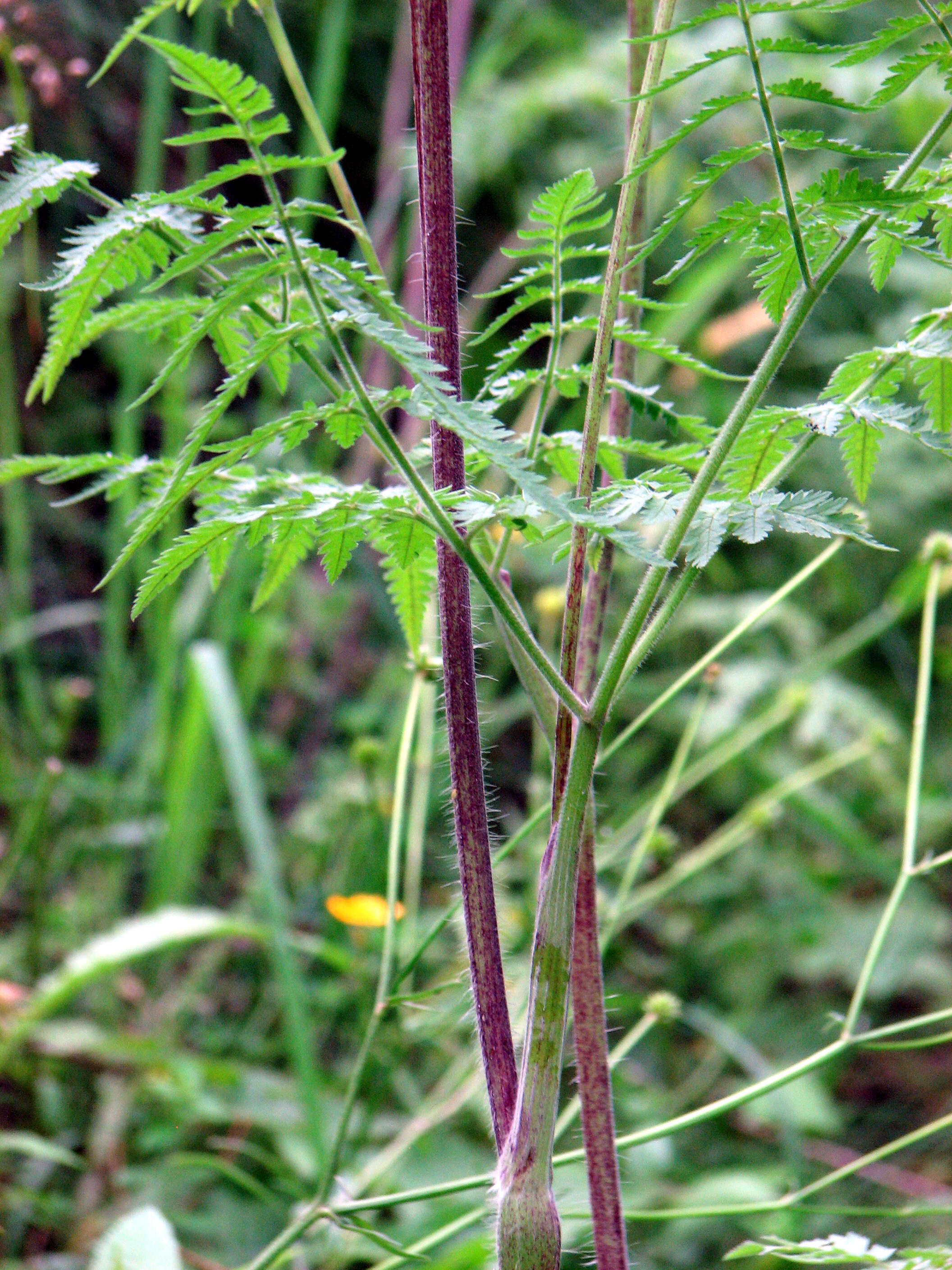 Image of Chaerophyllum aureum L.