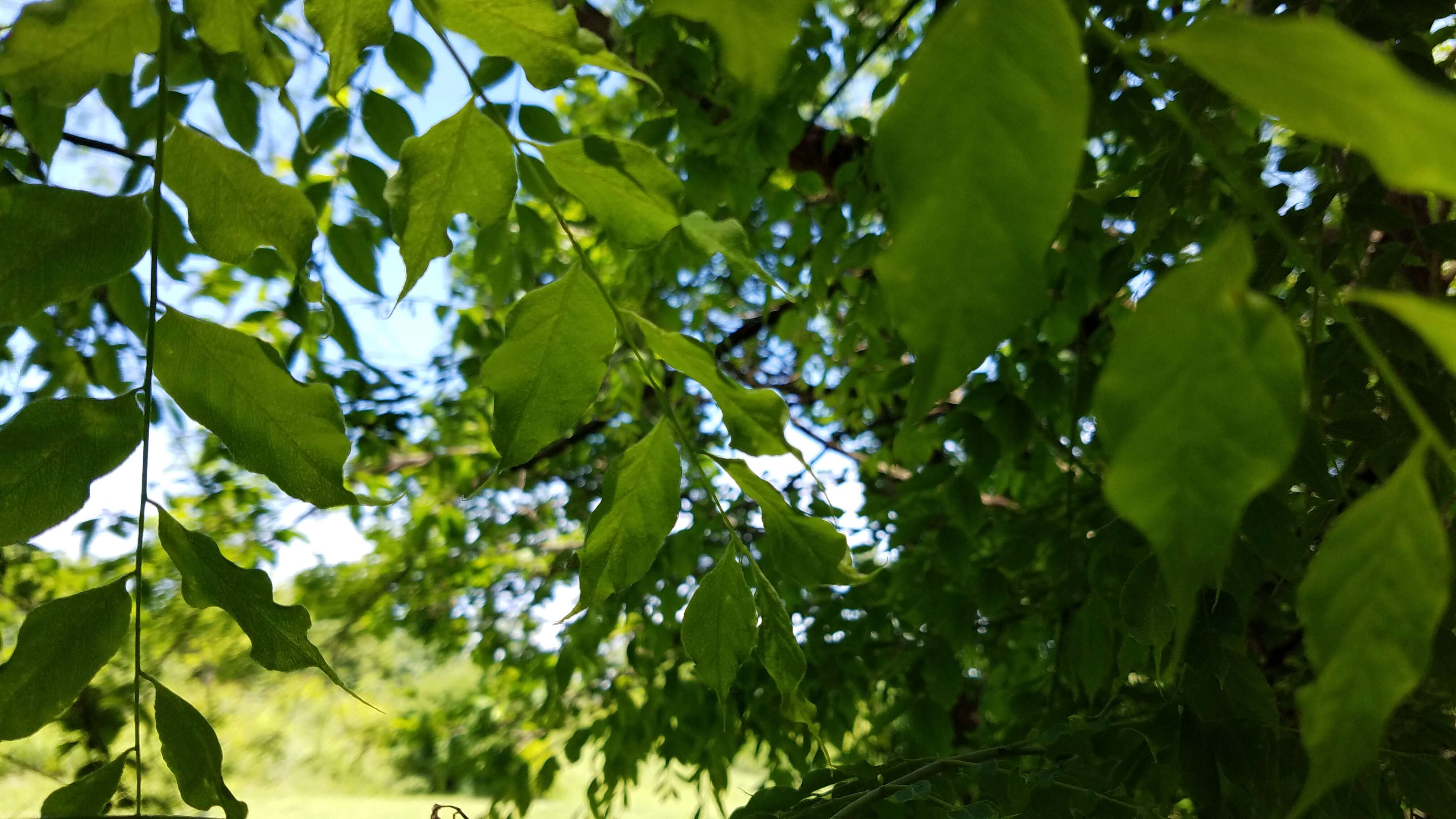 Plancia ëd Gymnocladus dioica (L.) K. Koch