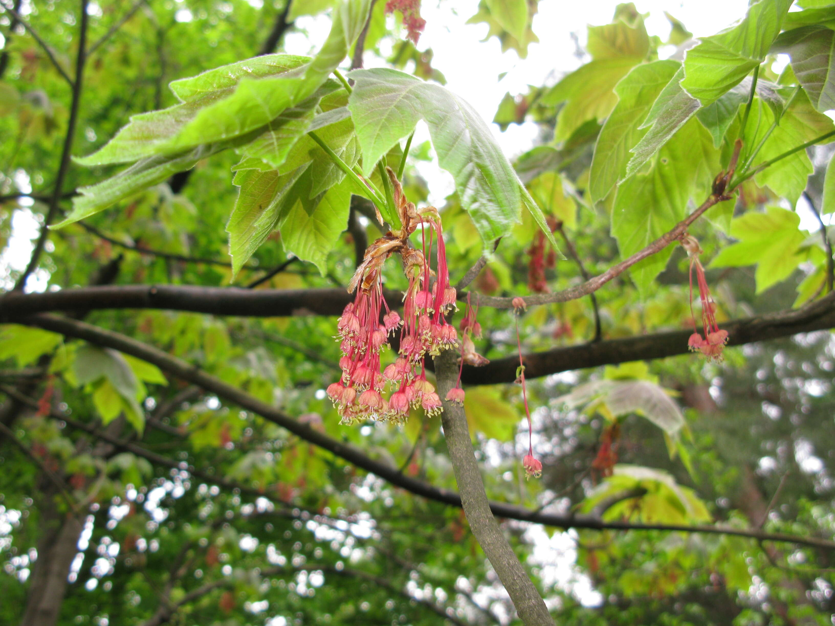 Image of Devil maple