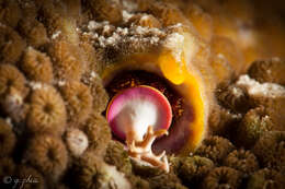 Image of Christmas tree worm