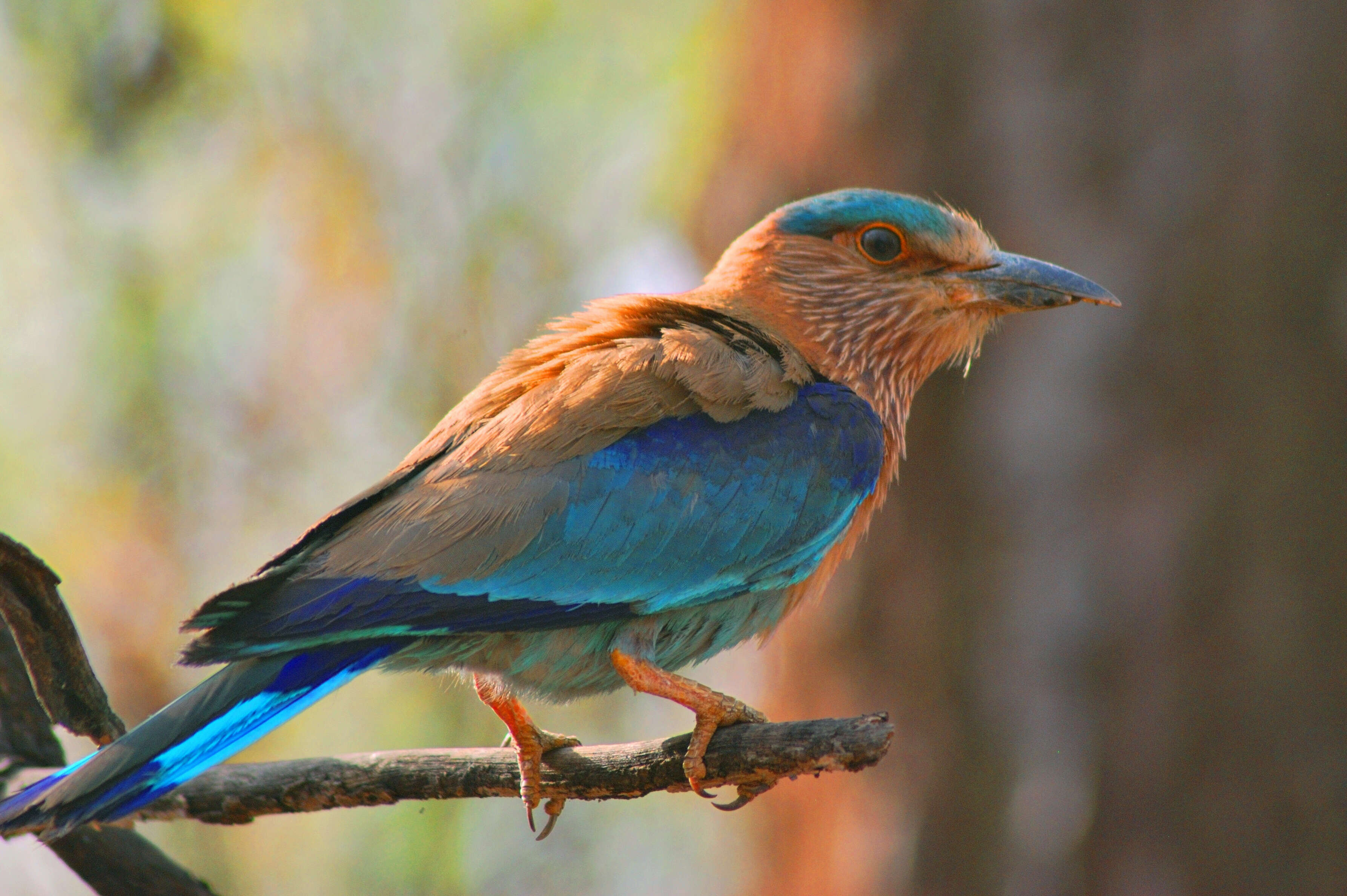 Imagem de Coracias benghalensis (Linnaeus 1758)