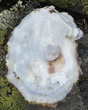 Image of Native oyster