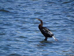 Plancia ëd Anhinga novaehollandiae (Gould 1847)