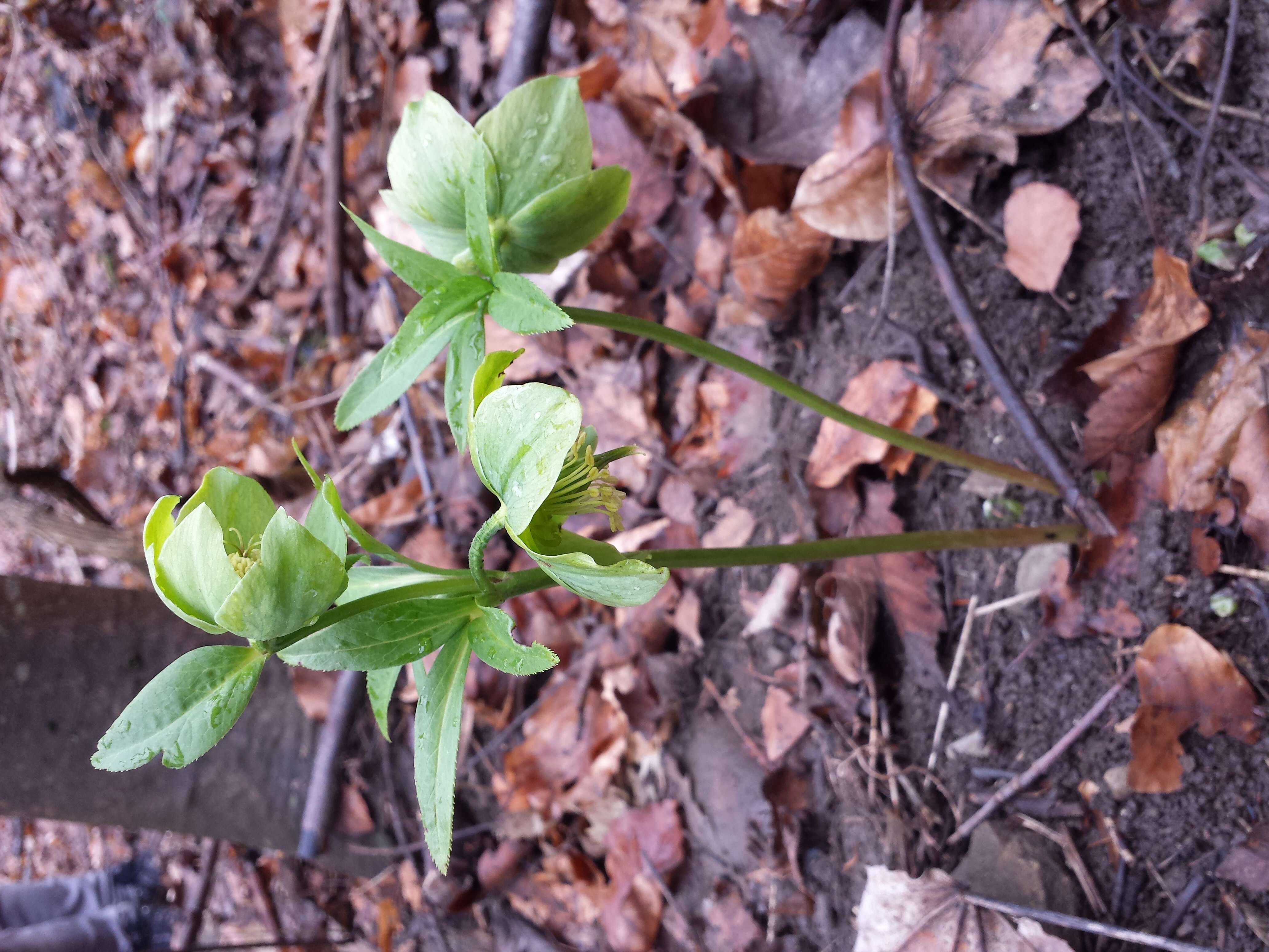 Image of Green Hellebore