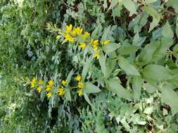 Слика од Lysimachia punctata L.
