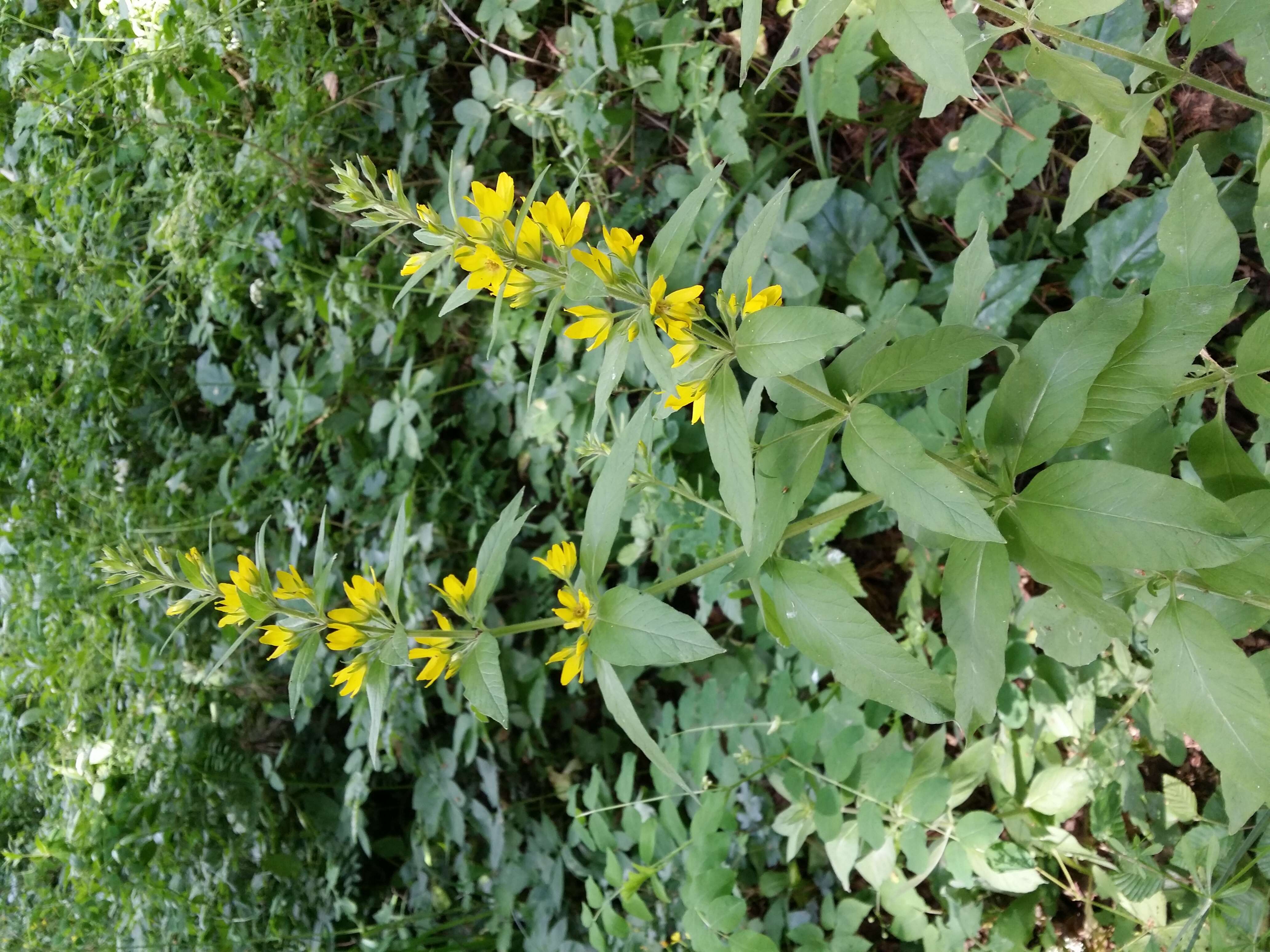 Слика од Lysimachia punctata L.