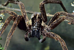 Image of Dolomedes minor L. Koch 1876