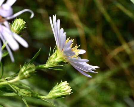 Plancia ëd Symphyotrichum boreale (Torr. & A. Gray) A. Löve & D. Löve