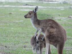 Macropus fuliginosus (Desmarest 1817) resmi