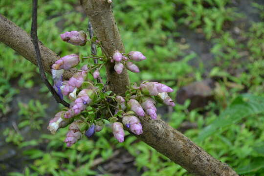 Image of Strobilanthes callosa Wall. ex Nees