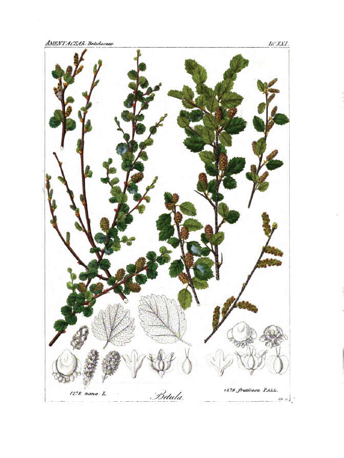 Image of Japanese bog birch