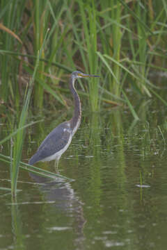 Image de Aigrette tricolore