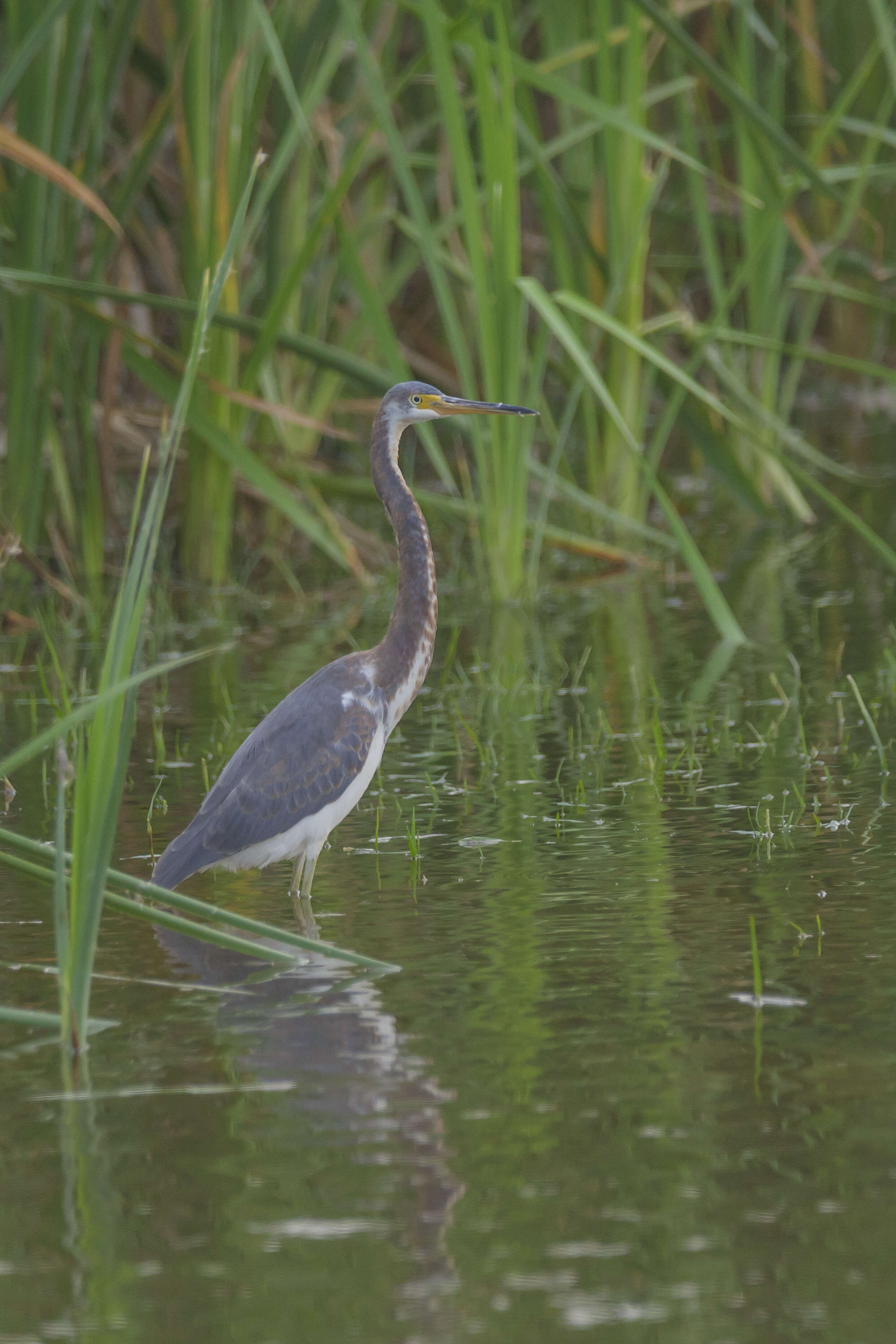 Image de Aigrette tricolore