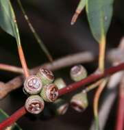 Image of Eucalyptus willisii P. Y. Ladiges, C. J. Humphries & M. I. H. Brooker