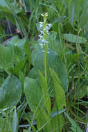 Image of Tall white bog orchid