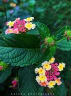 Image of lantana