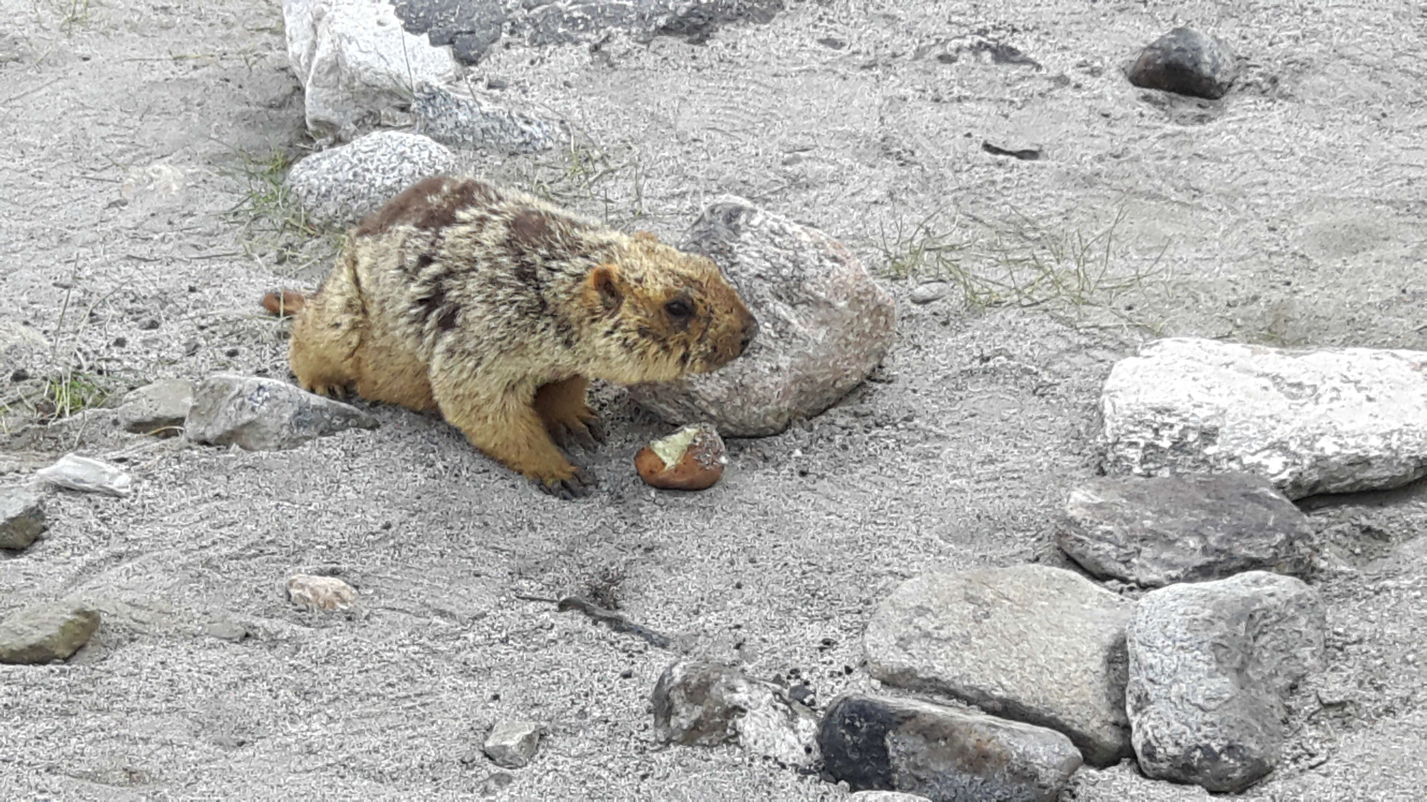 Image of Himalayan Marmot