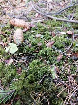 Image of sprucecone cap