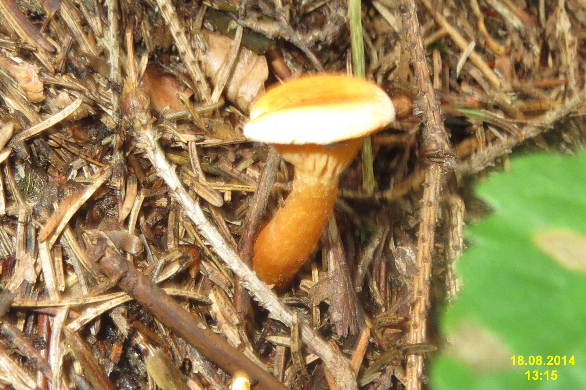 Imagem de Hygrophoropsis aurantiaca (Wulfen) Maire 1921