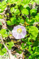 Plancia ëd Calystegia soldanella (L.) R. Br.