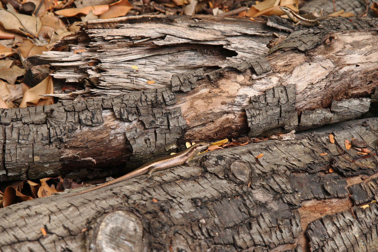 Image of Seychelles skink