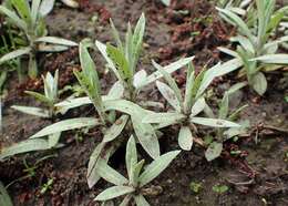 Image of Pearly Everlasting