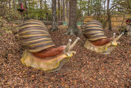 Image of giant Ghana tiger snail