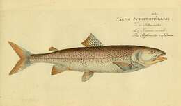 Image of Salmo schiefermuelleri Bloch 1784