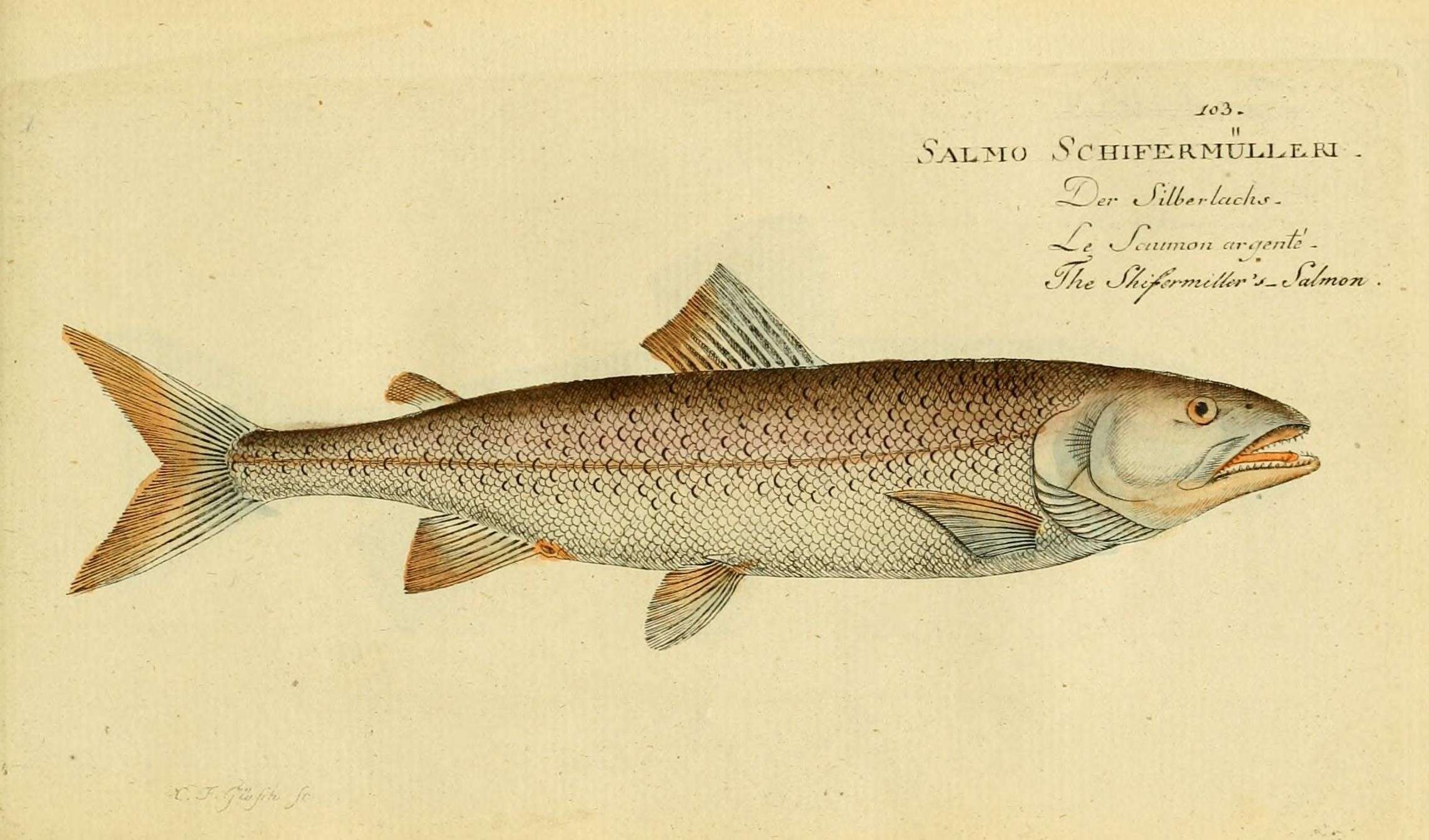 Image of Salmo schiefermuelleri Bloch 1784