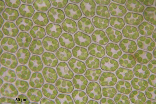 Image of toothed plagiomnium moss