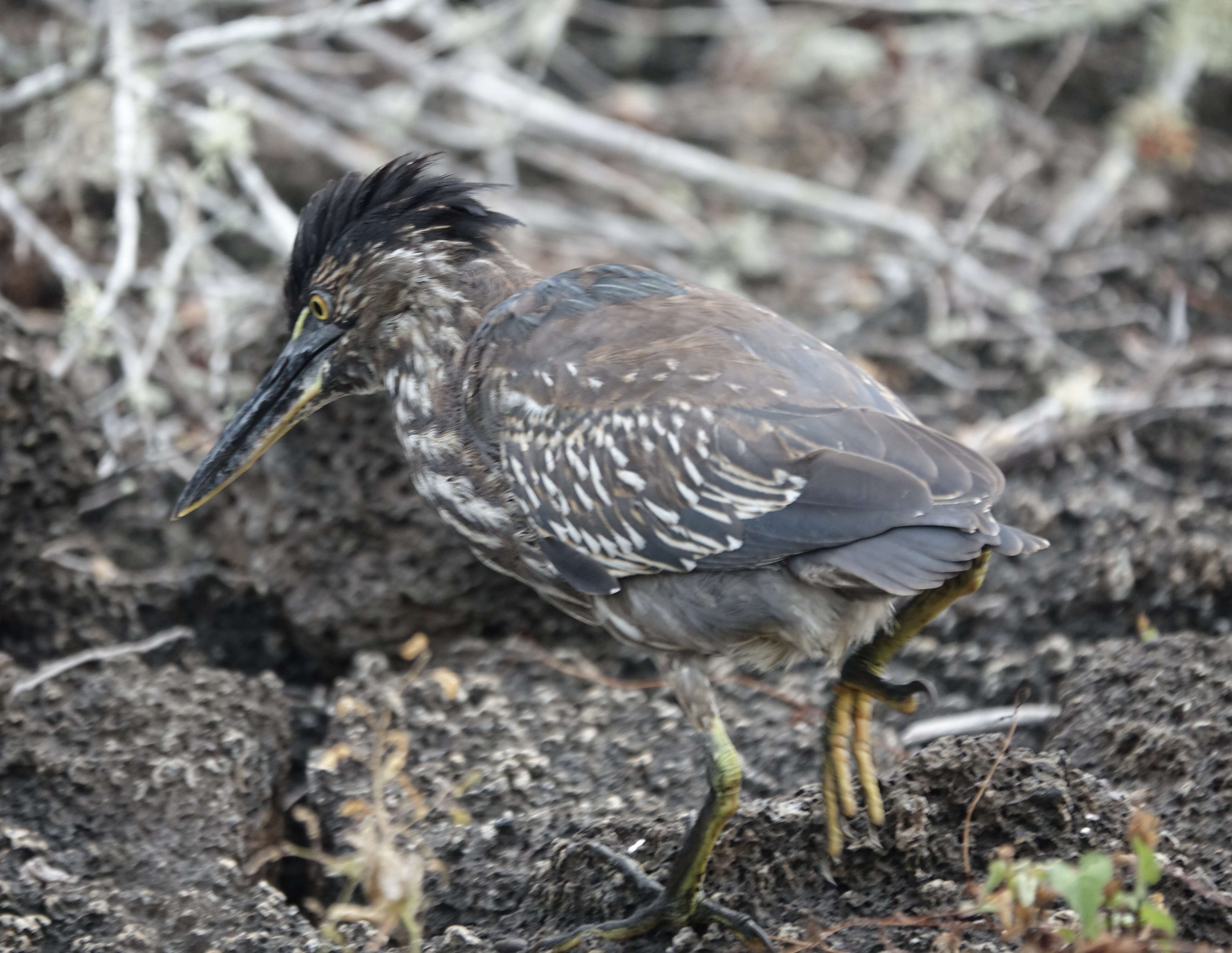 Image de Héron des Galapagos