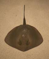 Image of Bluntnose Stingray