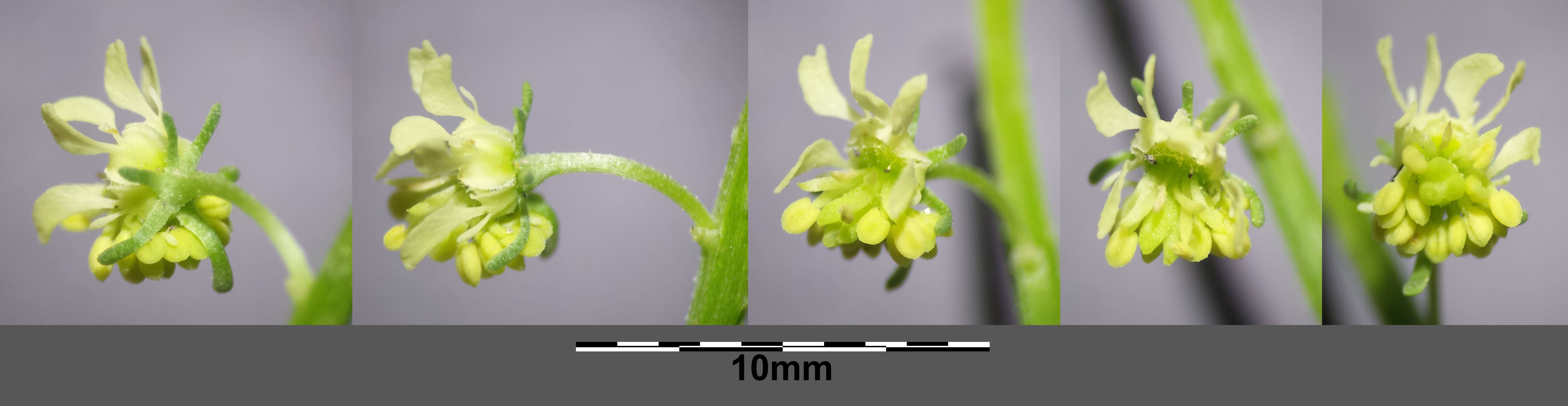 Слика од Reseda lutea L.