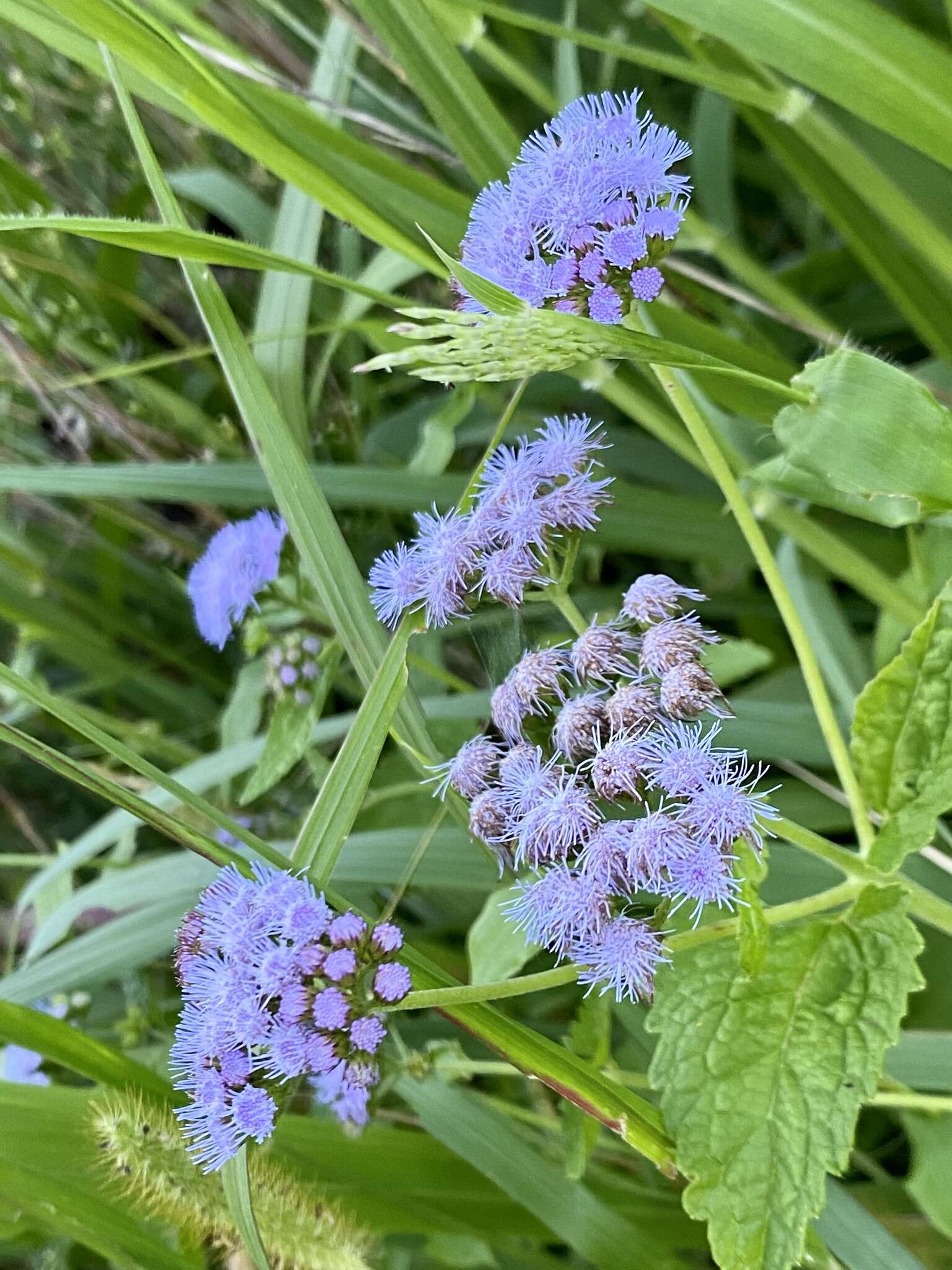 Sivun Conoclinium coelestinum (L.) DC. kuva