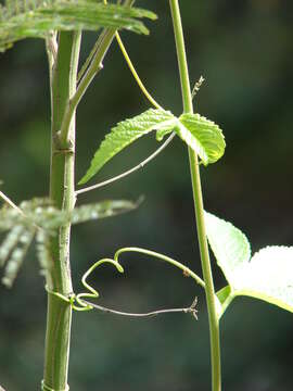 Image of banana passionflower