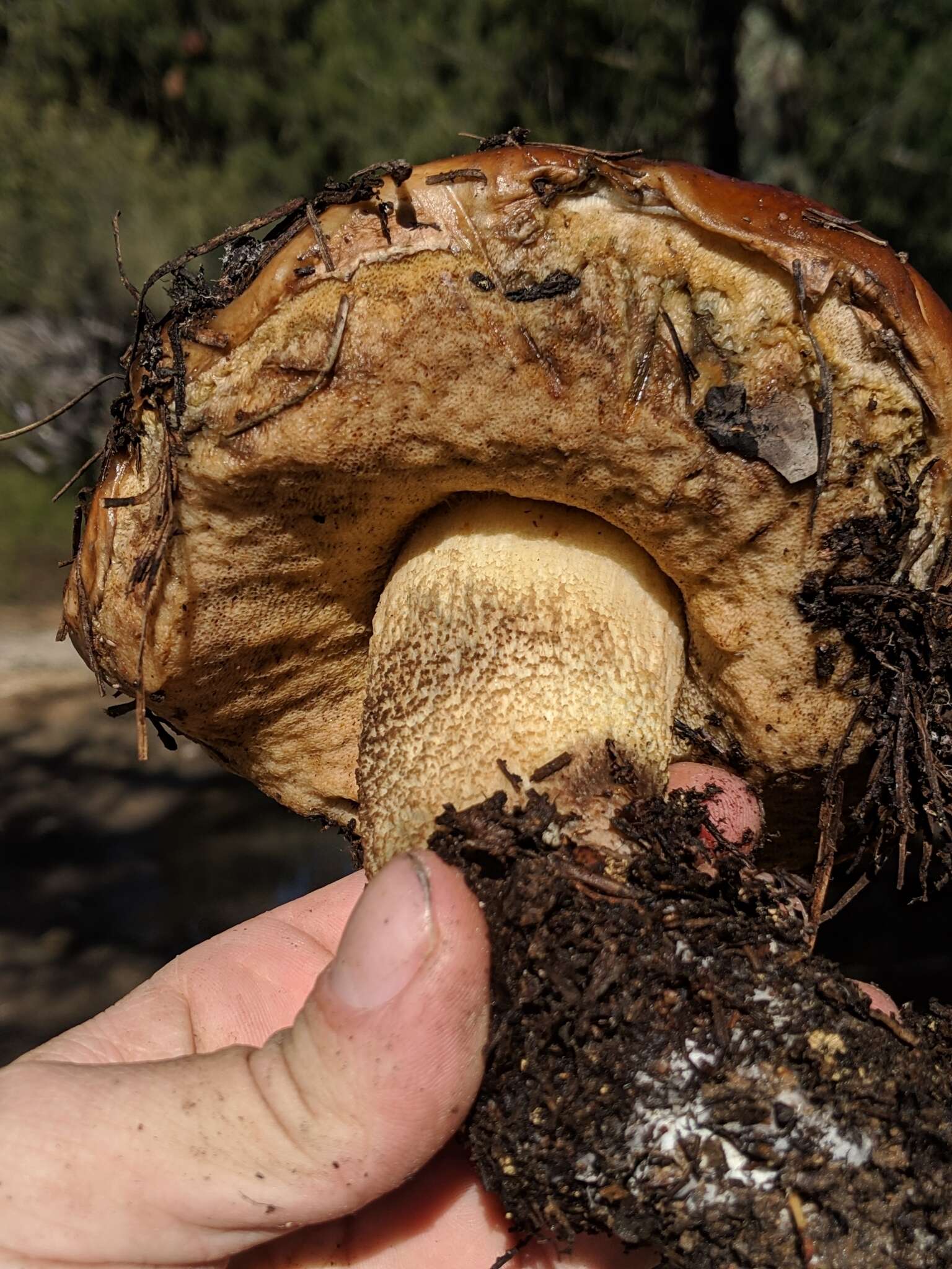 Image of Leccinum manzanitae Thiers 1971