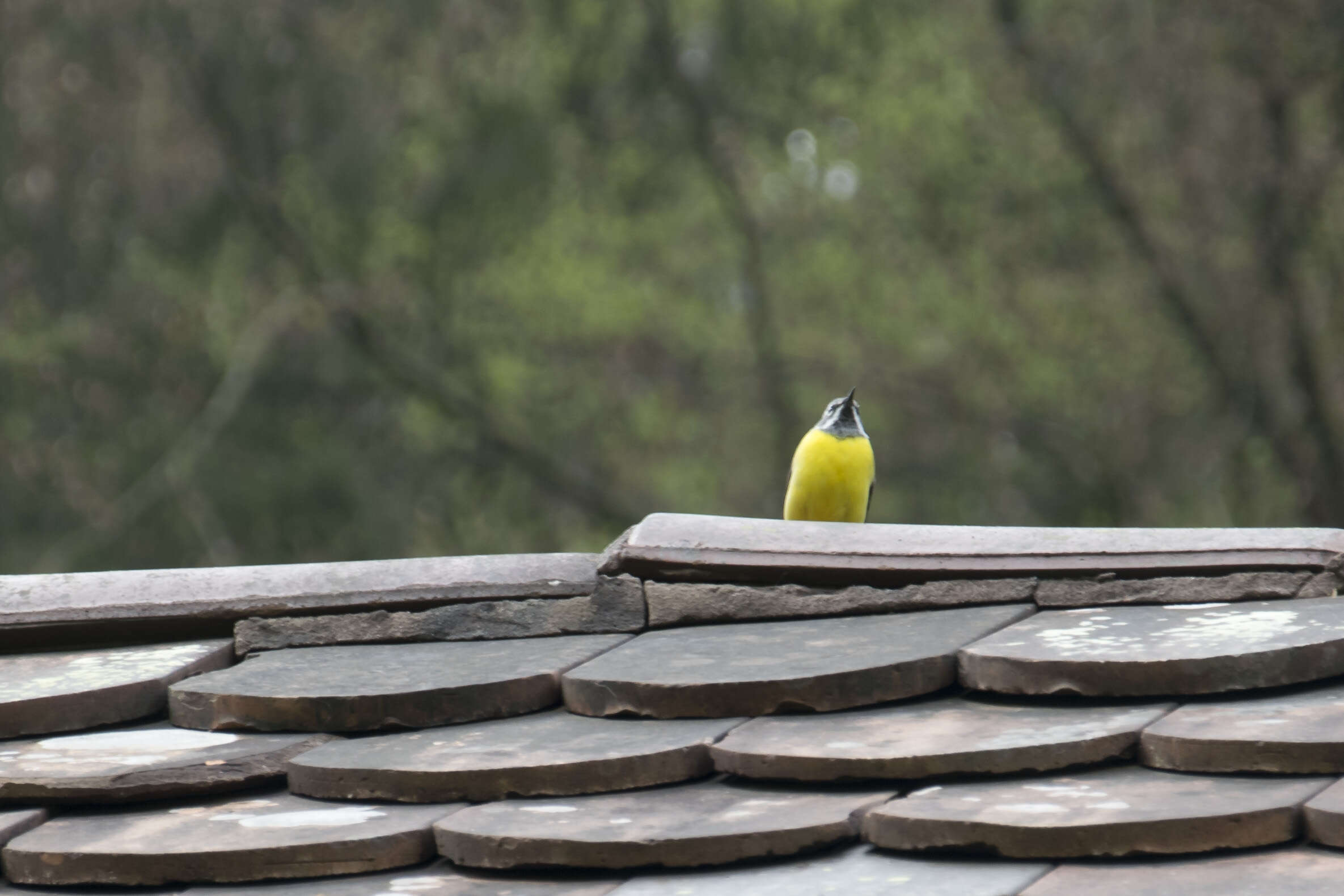 Image of Grey Wagtail