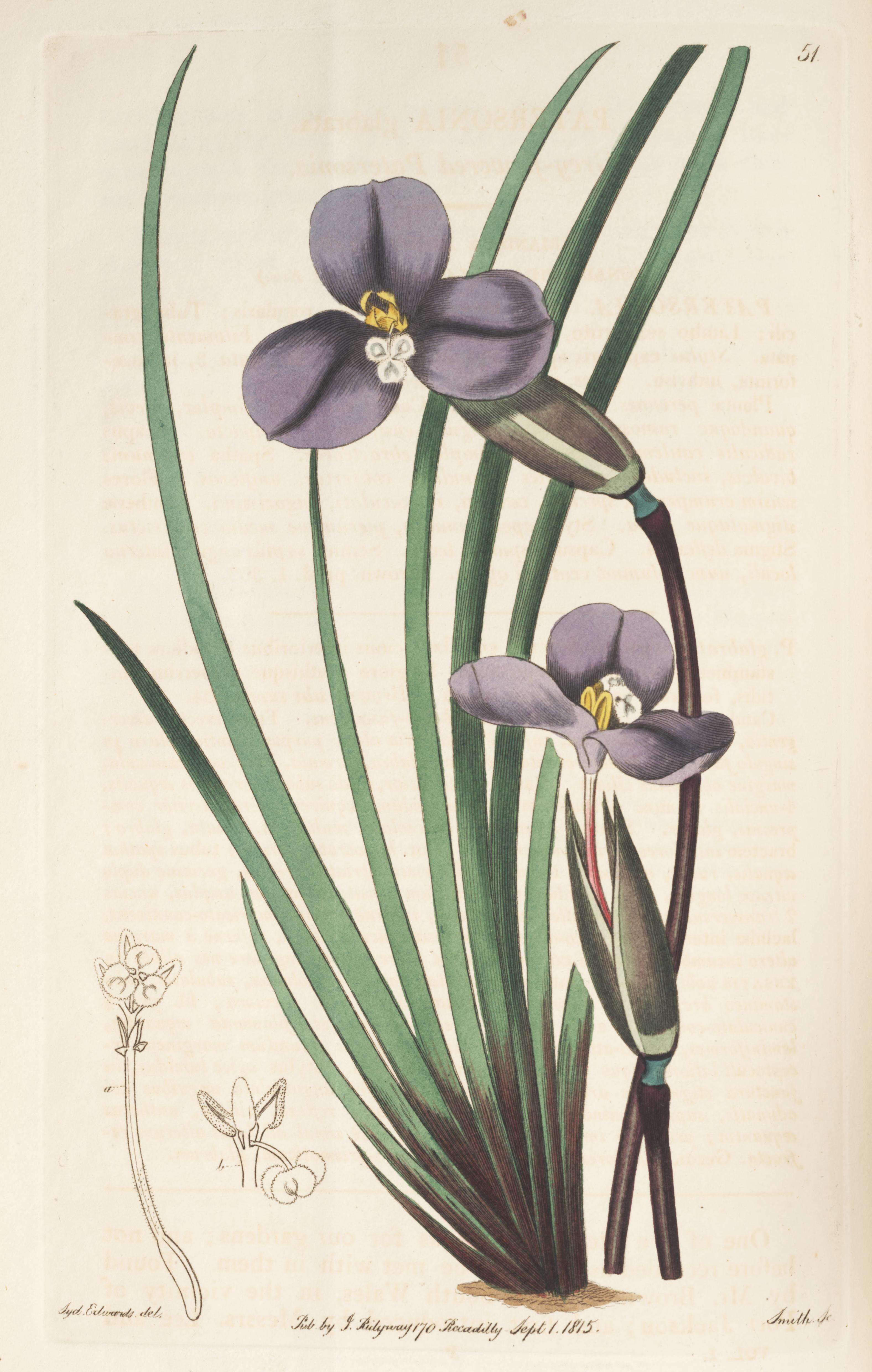 Image of Patersonia glabrata R. Br.