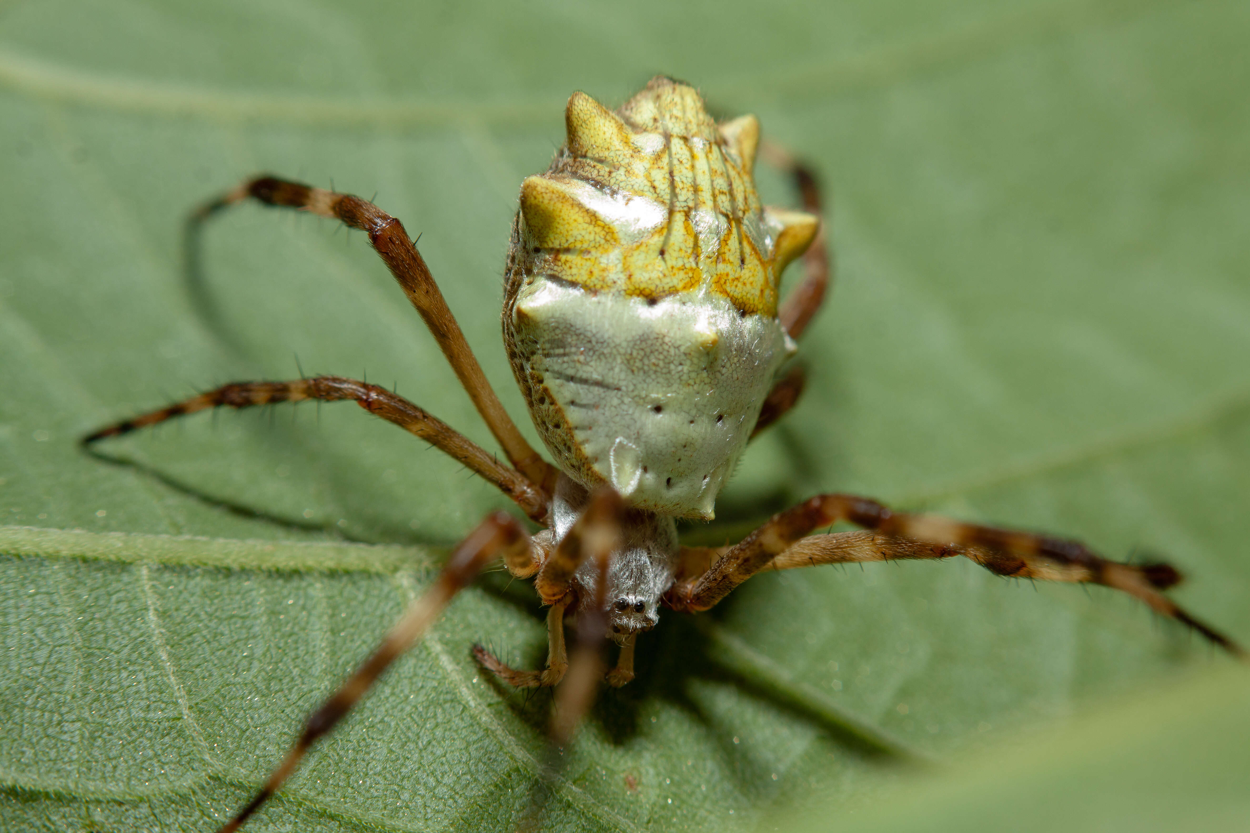 Image of Silver Argiope