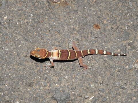 Image of Banded Ground Gecko