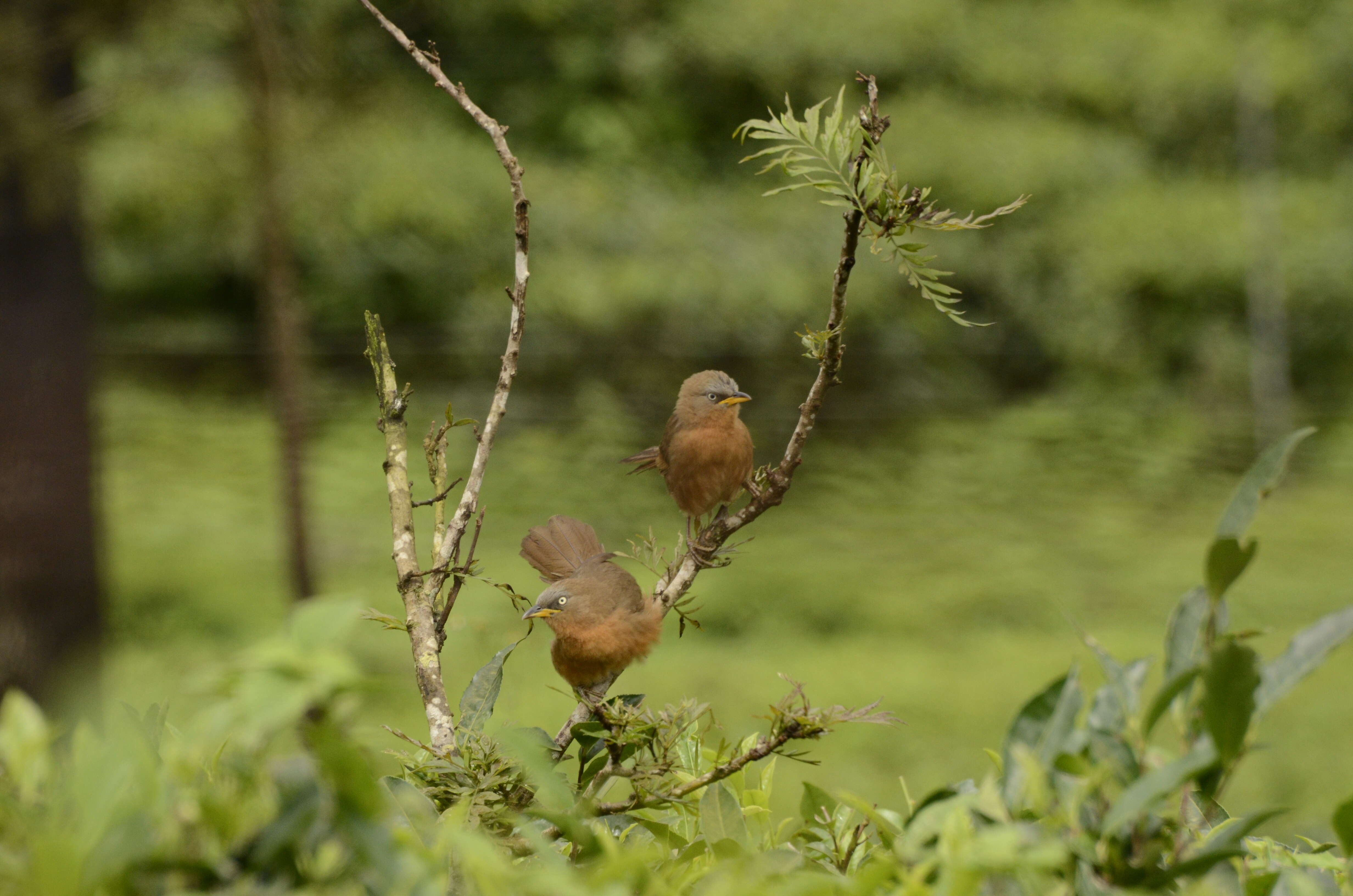 Image of Rufous Babbler