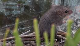 Image of Cape Spiny Mouse