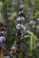 Image of Water Mint