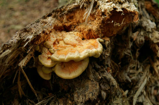 Image of Bracket Fungus