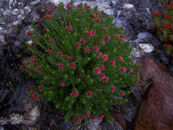 Image of stonecrop